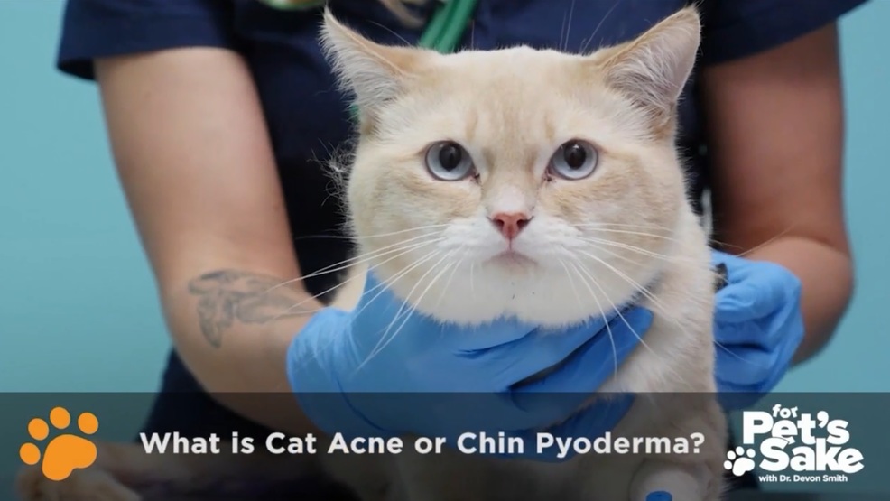 For Pet's Sake What is Cat Acne or Chin Pyoderma? KMTR