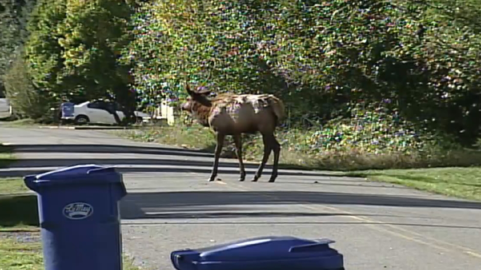 New Washington law allows residents to harvest roadkill KOMO