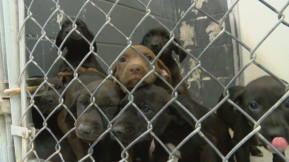 Muskogee Animal Shelter in crisis mode and at double capacity KTUL