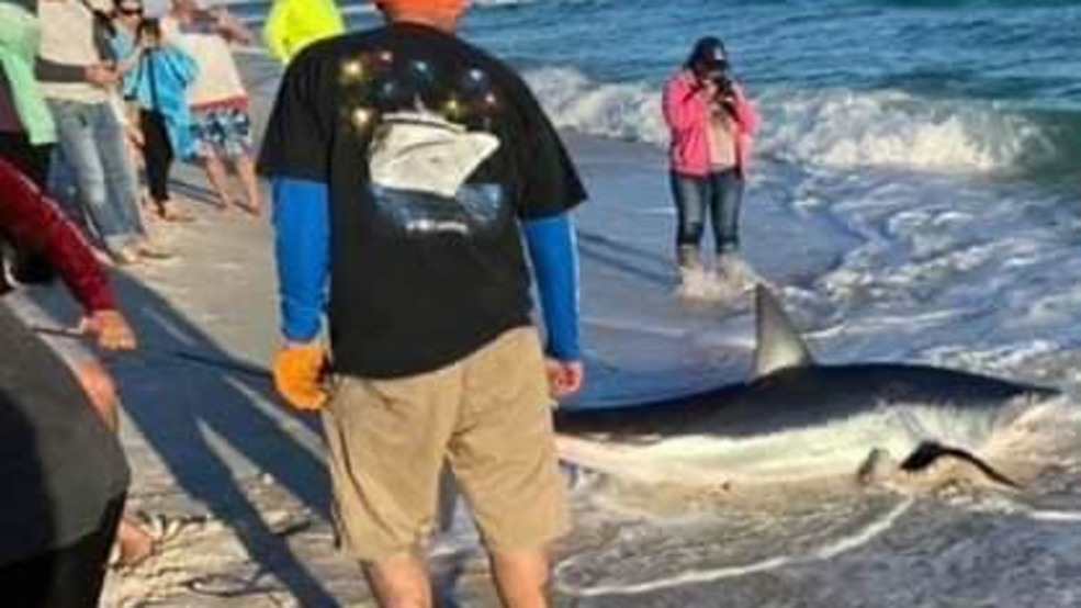 9footlong mako shark captured off of Navarre Beach WEAR