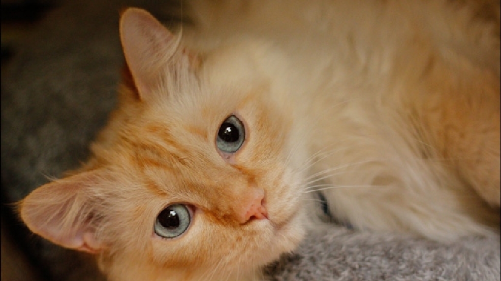 140712_cat_660.jpg