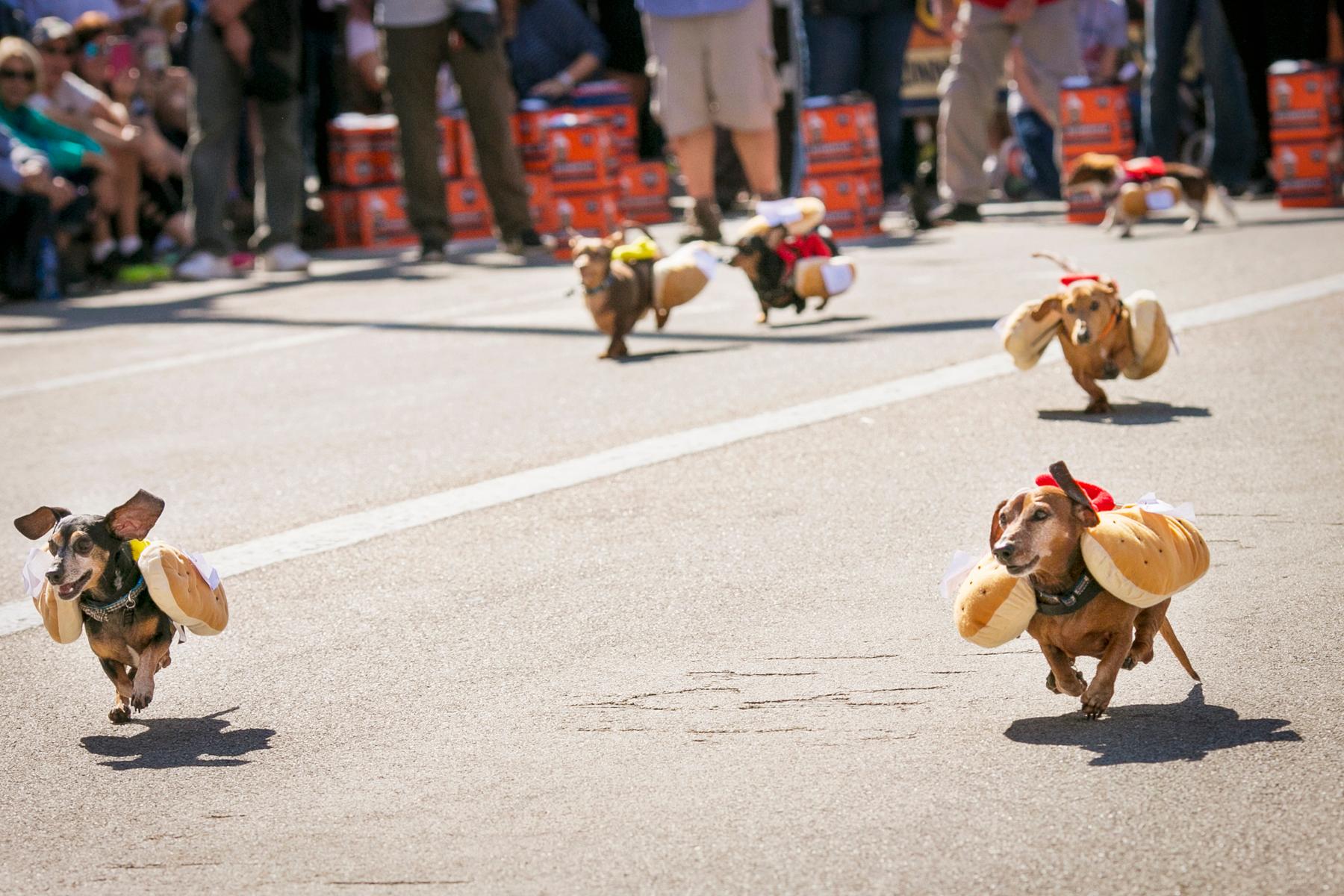 Photos The 10th Annual Running Of The Wiener Dogs At Oktoberfest