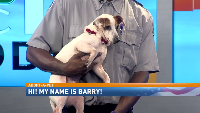 Adopt-A-Pet: Barry