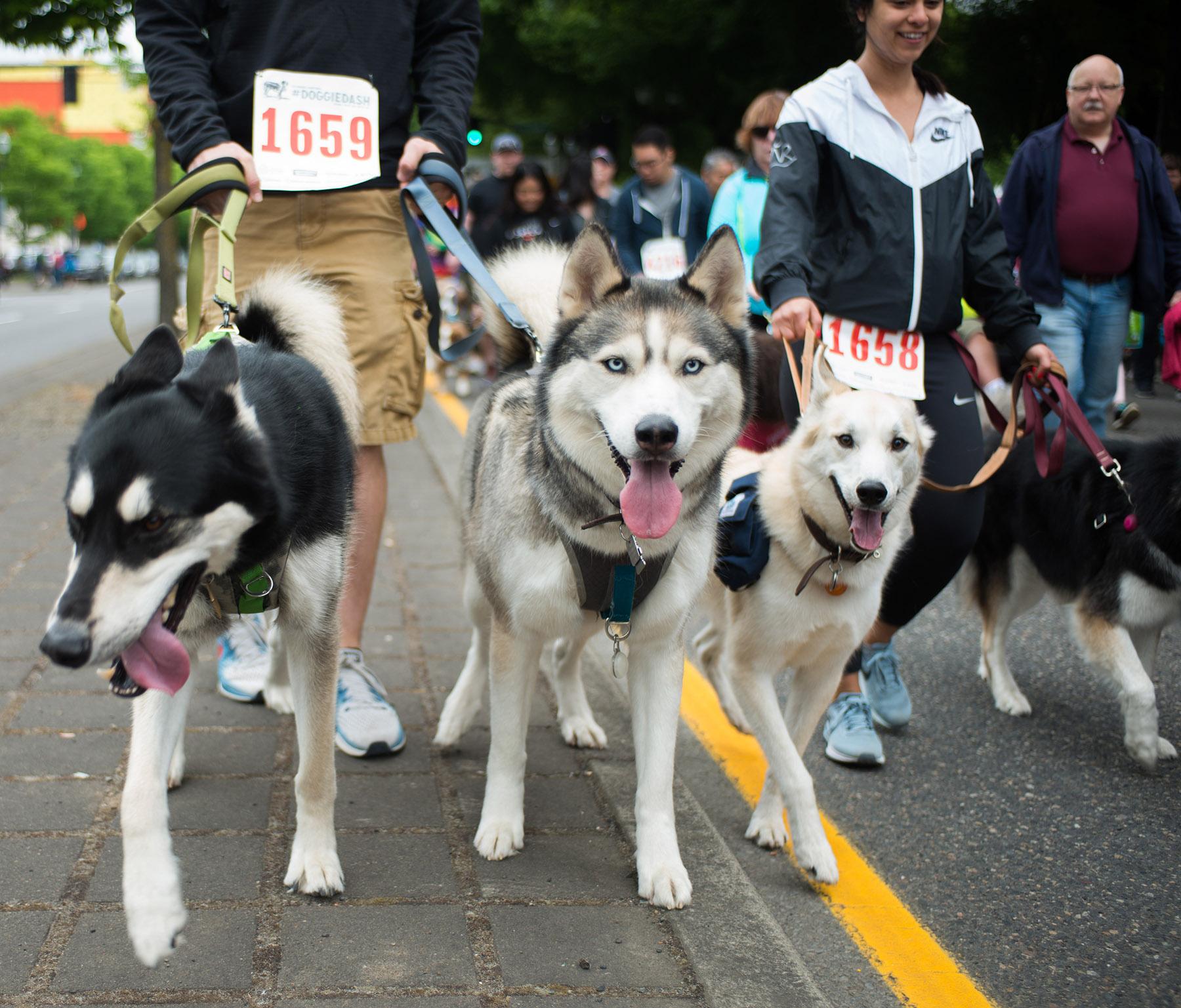Photos: 2018 Doggie Dash for the Oregon Humane Society | KATU