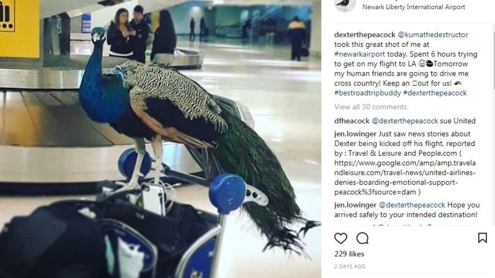 Artist, her emotional support peacock denied entry on flight WSYX