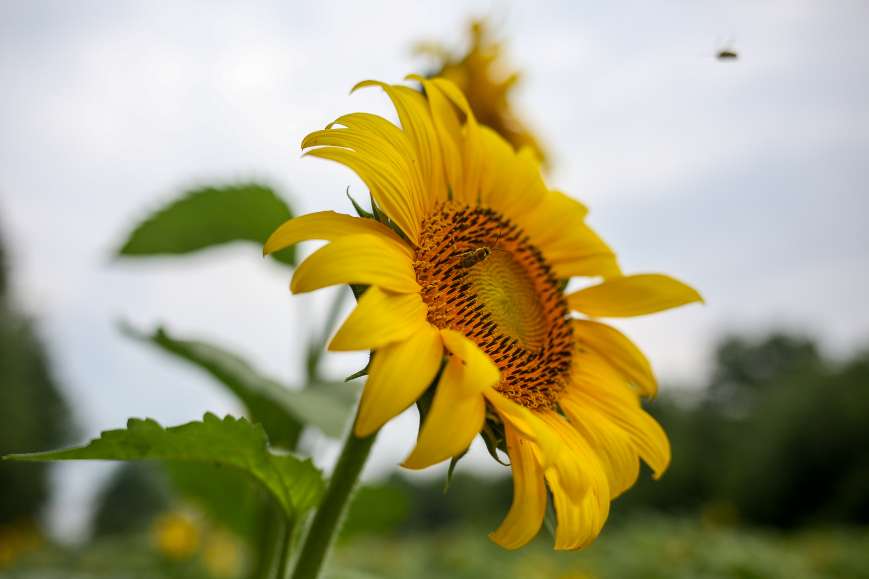 This Maryland sunflower field is filled with thousands of stunning blooms DC Refined