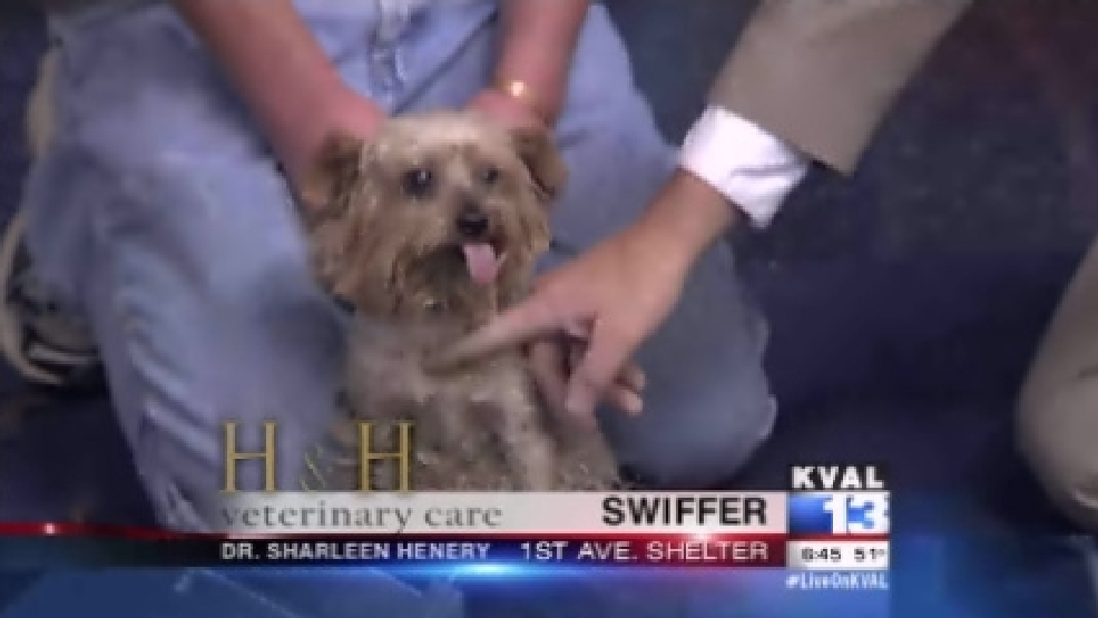 pet_swiffer.jpg