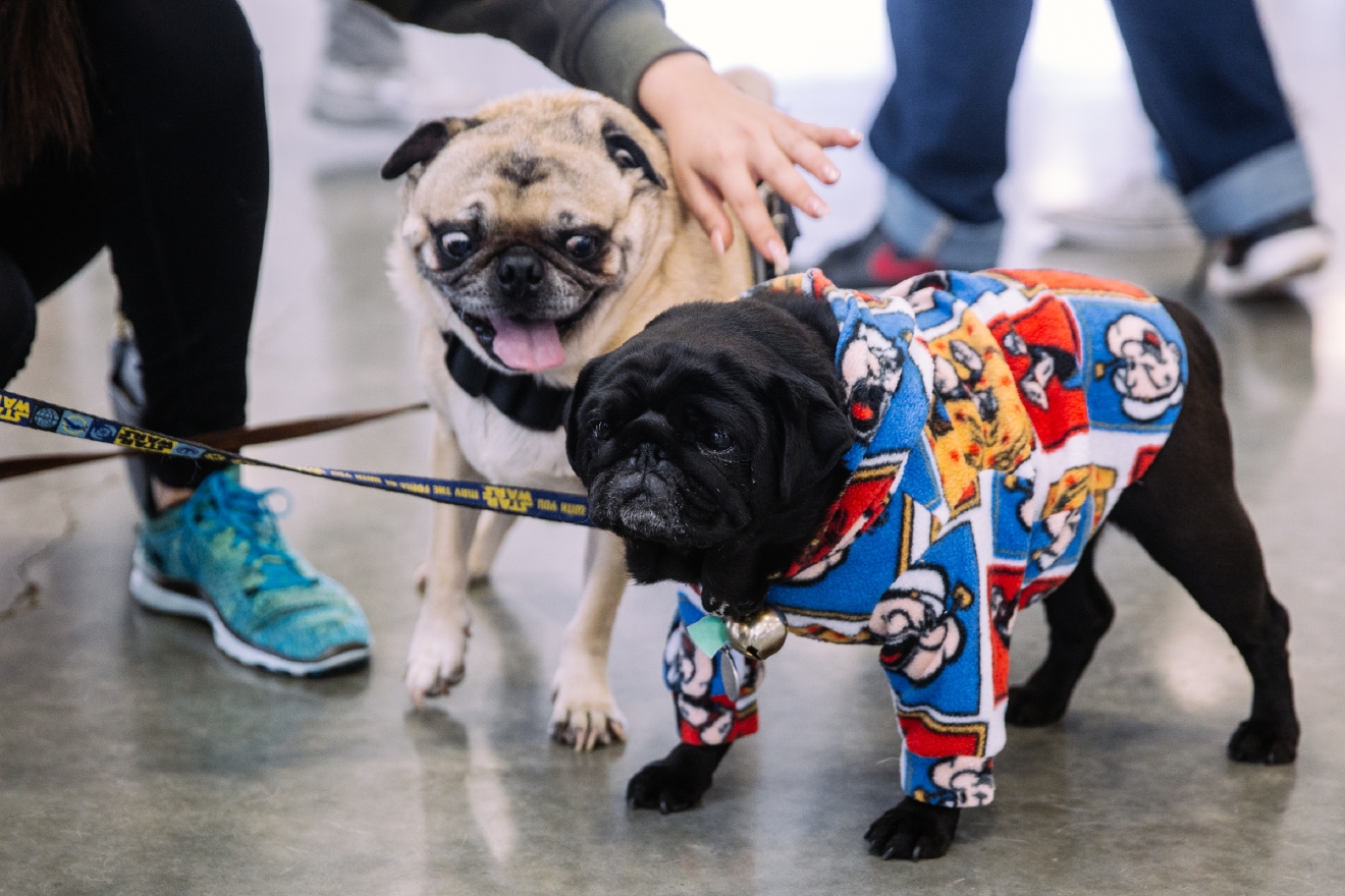Photos The biggest Pug Party in the Northwest Seattle Refined