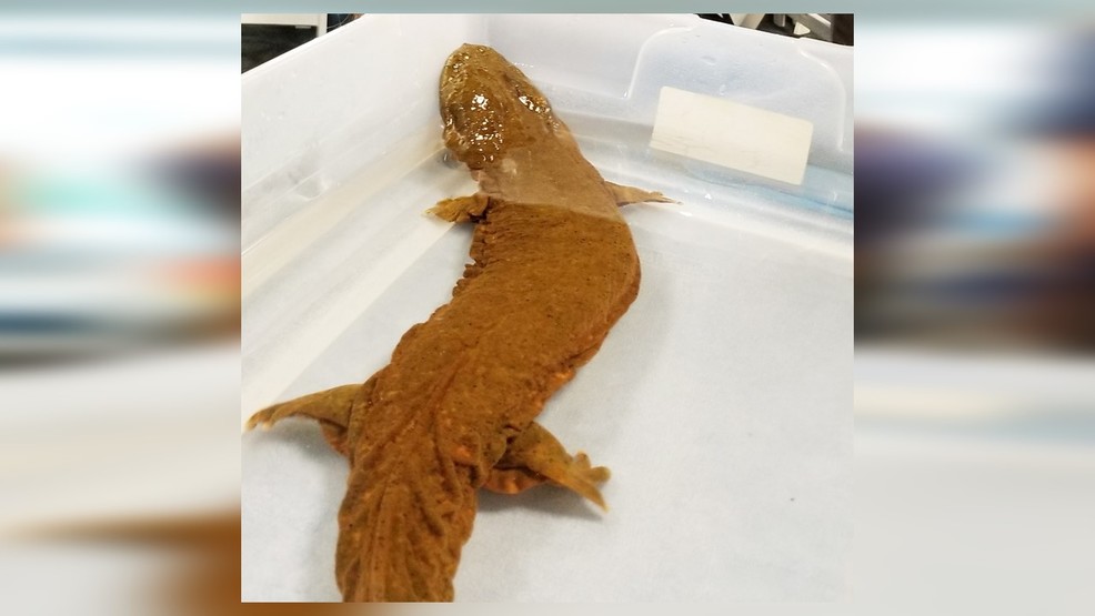 Eastern hellbender voted Pennsylvania's official amphibian | WHP