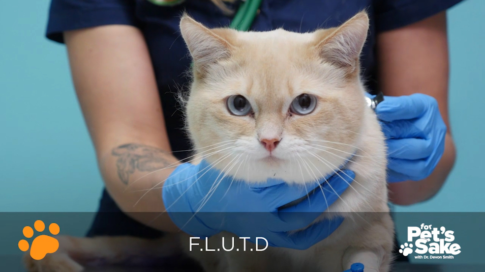 applied anatomy and physiology of the feline lower urinary tract