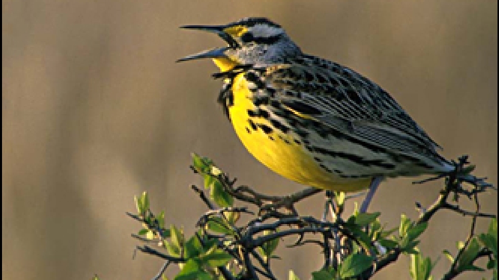 oregon lawmaker looks to replace meadowlark as state bird oregon lawmaker looks to replace meadowlark as state bird
