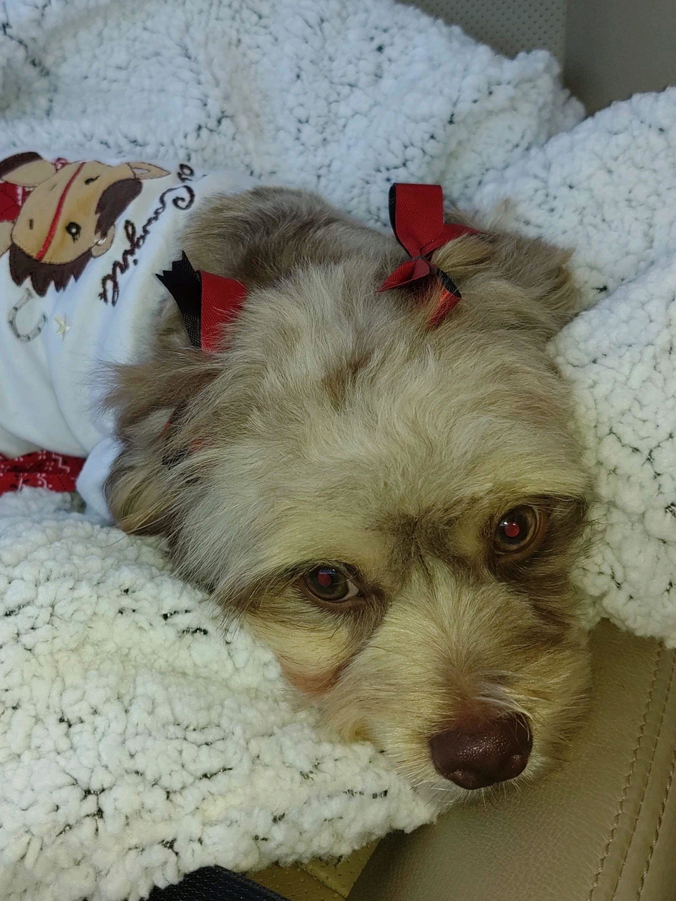Puppy Loses Ear After Grooming Appointment At Tennessee Petco Wtvc