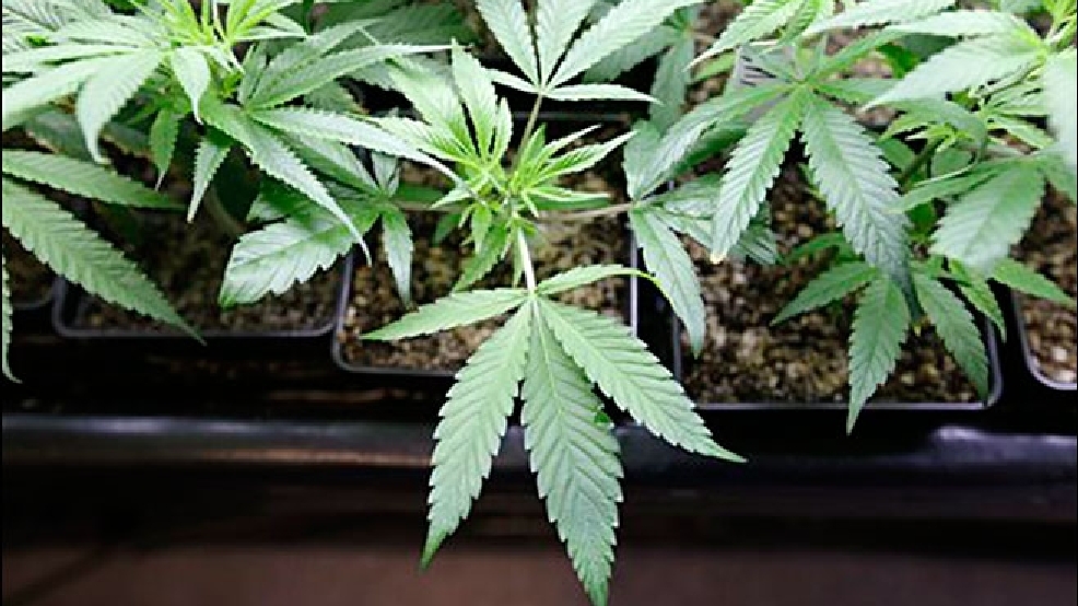 Pot-background-checks-660.jpg