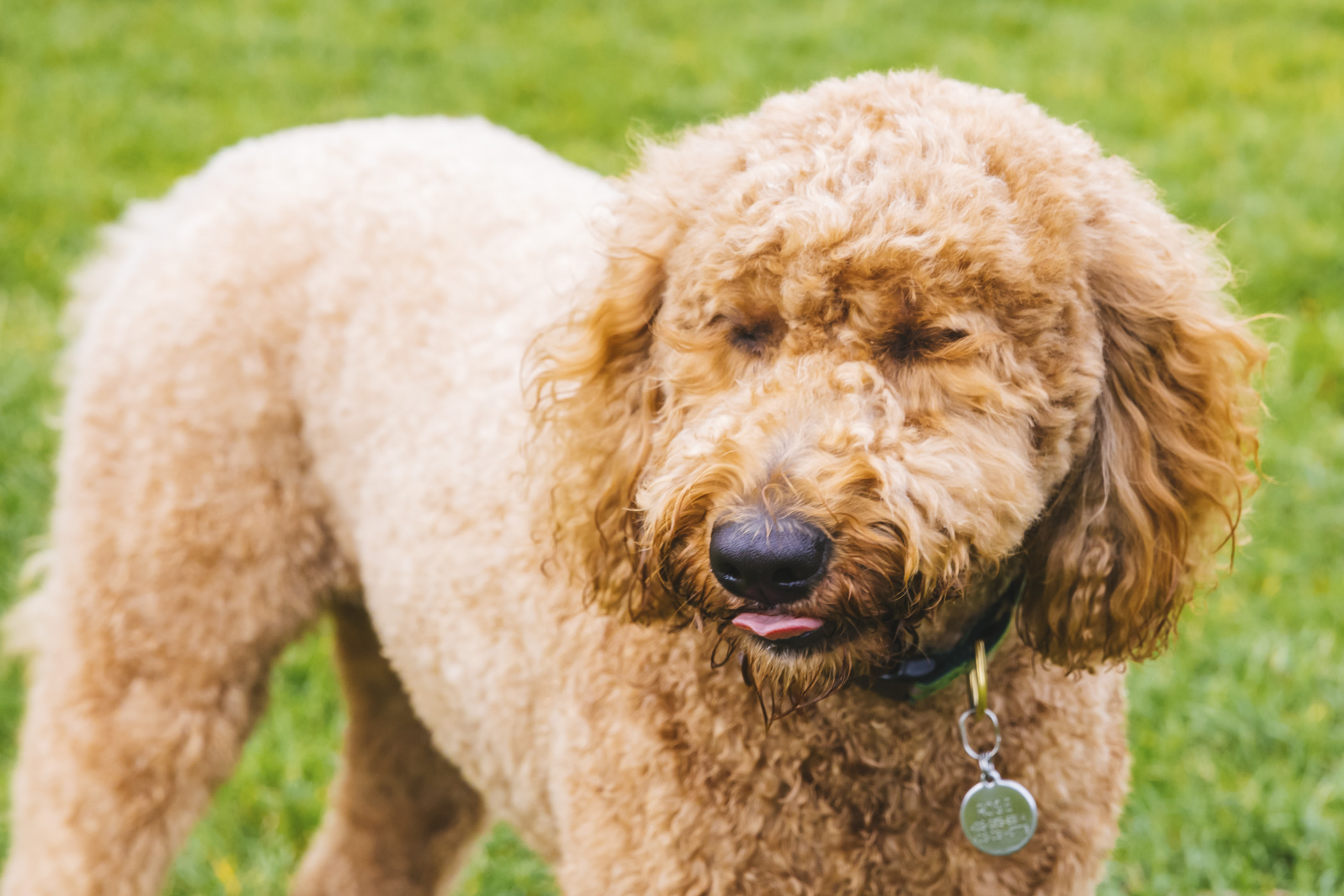 RUFFined Spotlight Rosie the GoldenDoodle Seattle Refined