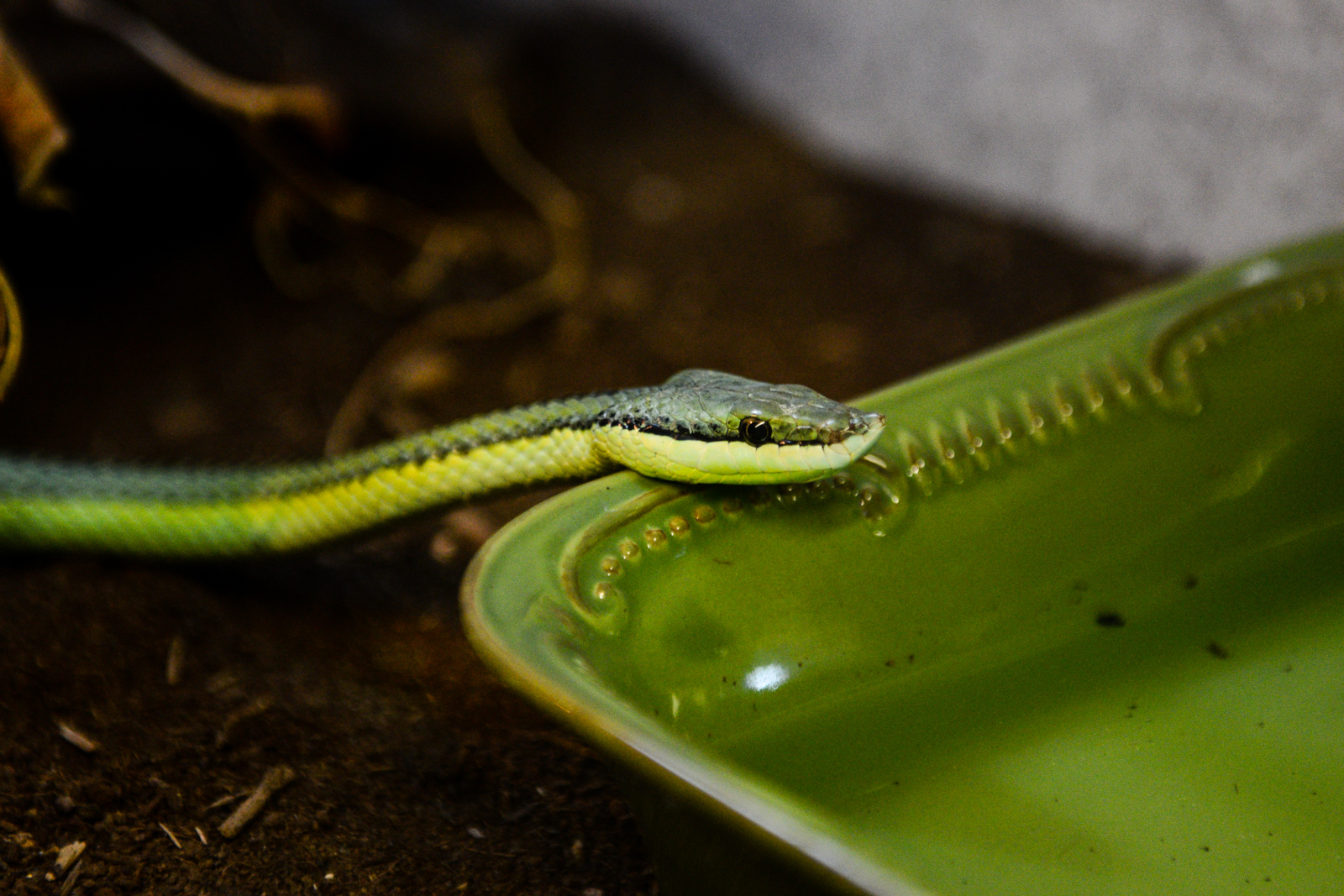 A day trip out to Monroe's Reptile Zoo Seattle Refined