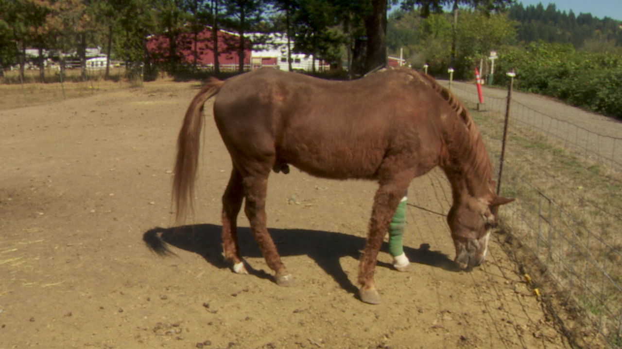Horse named Irish brutally attacked in Eagle Creek KATU