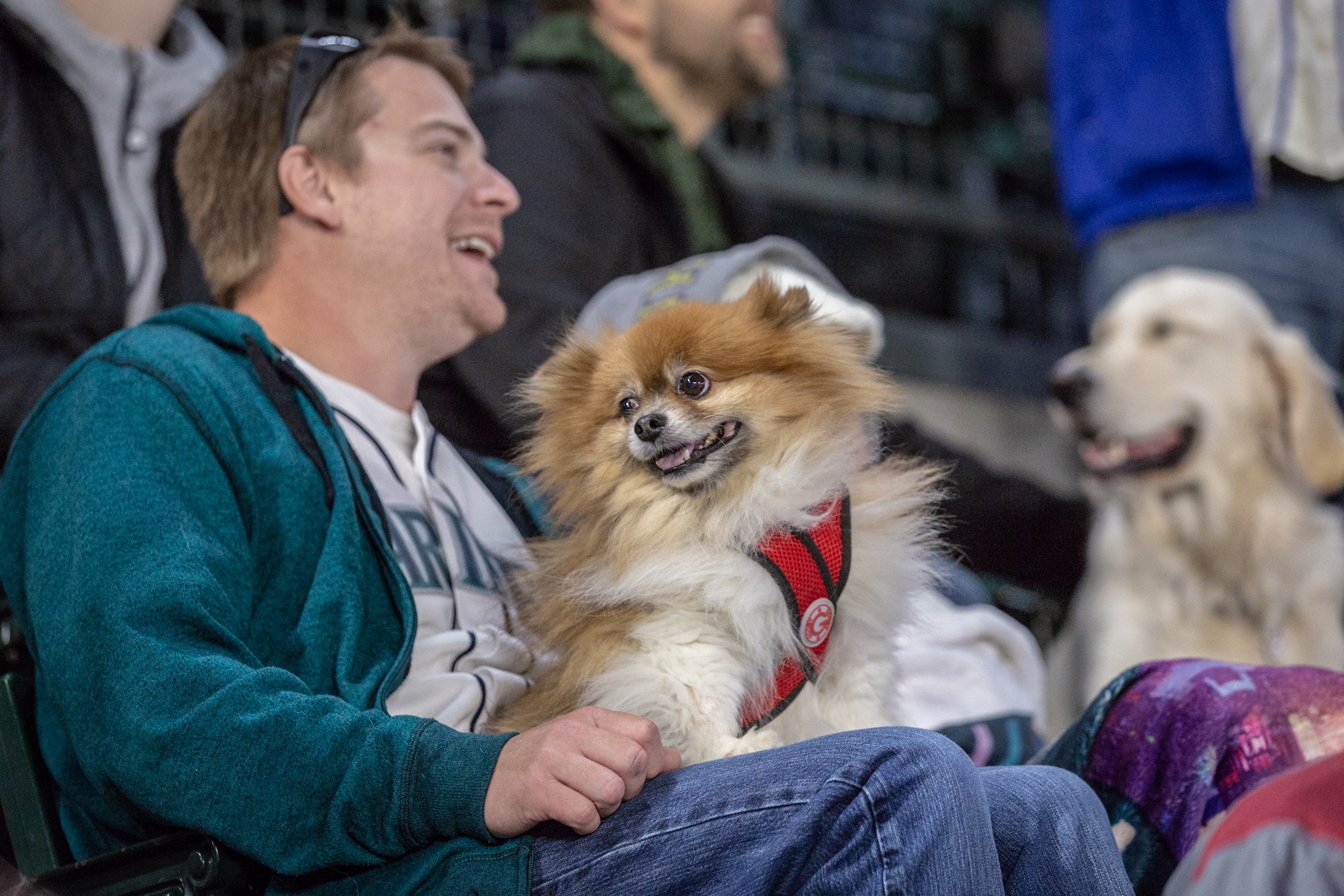 Photos Dogs steal the spotlight at Mariners' first Bark at the Park of