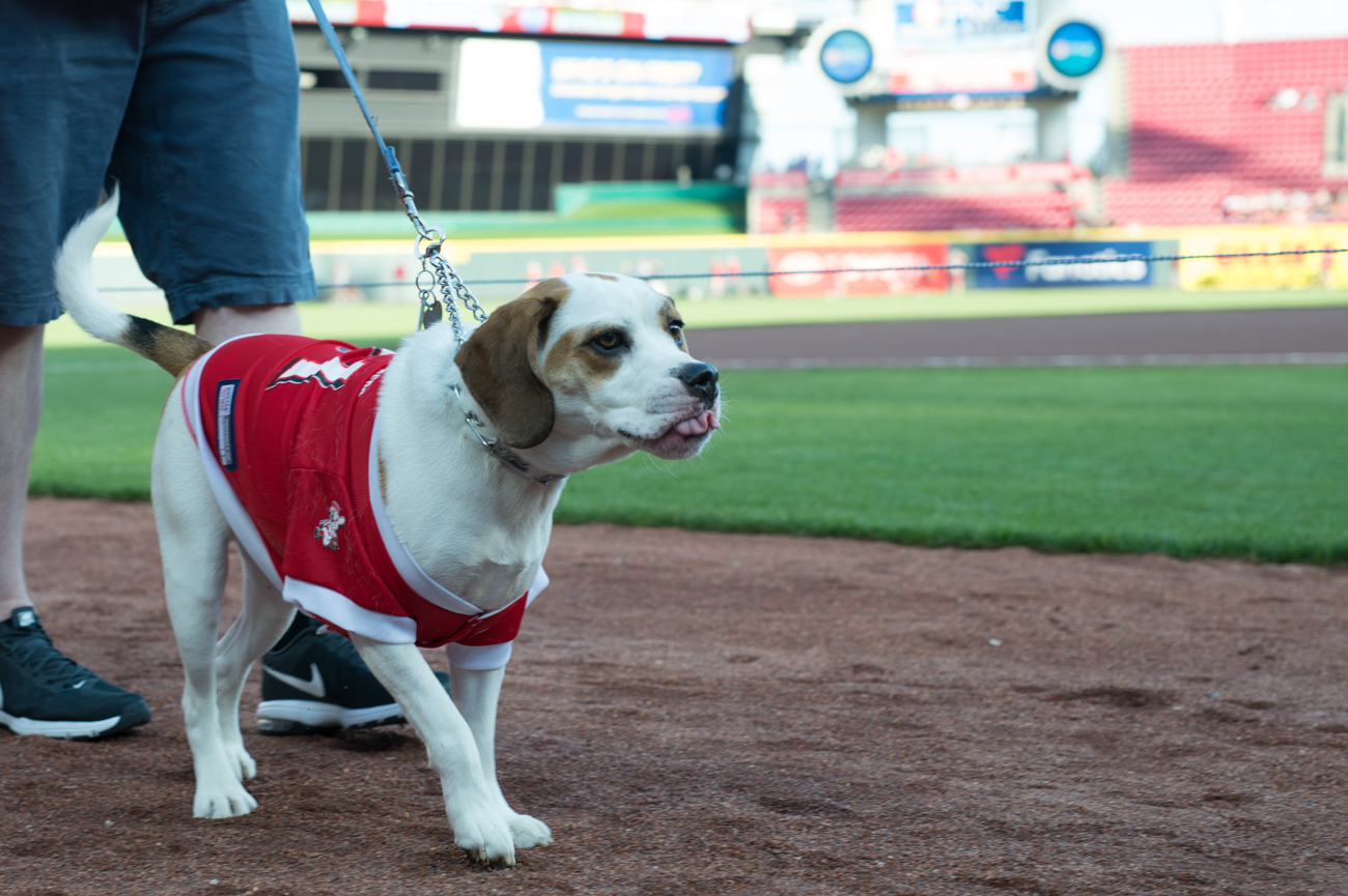 Photos From The Reds’ First Bark In The Park (5.8.18) Cincinnati Refined