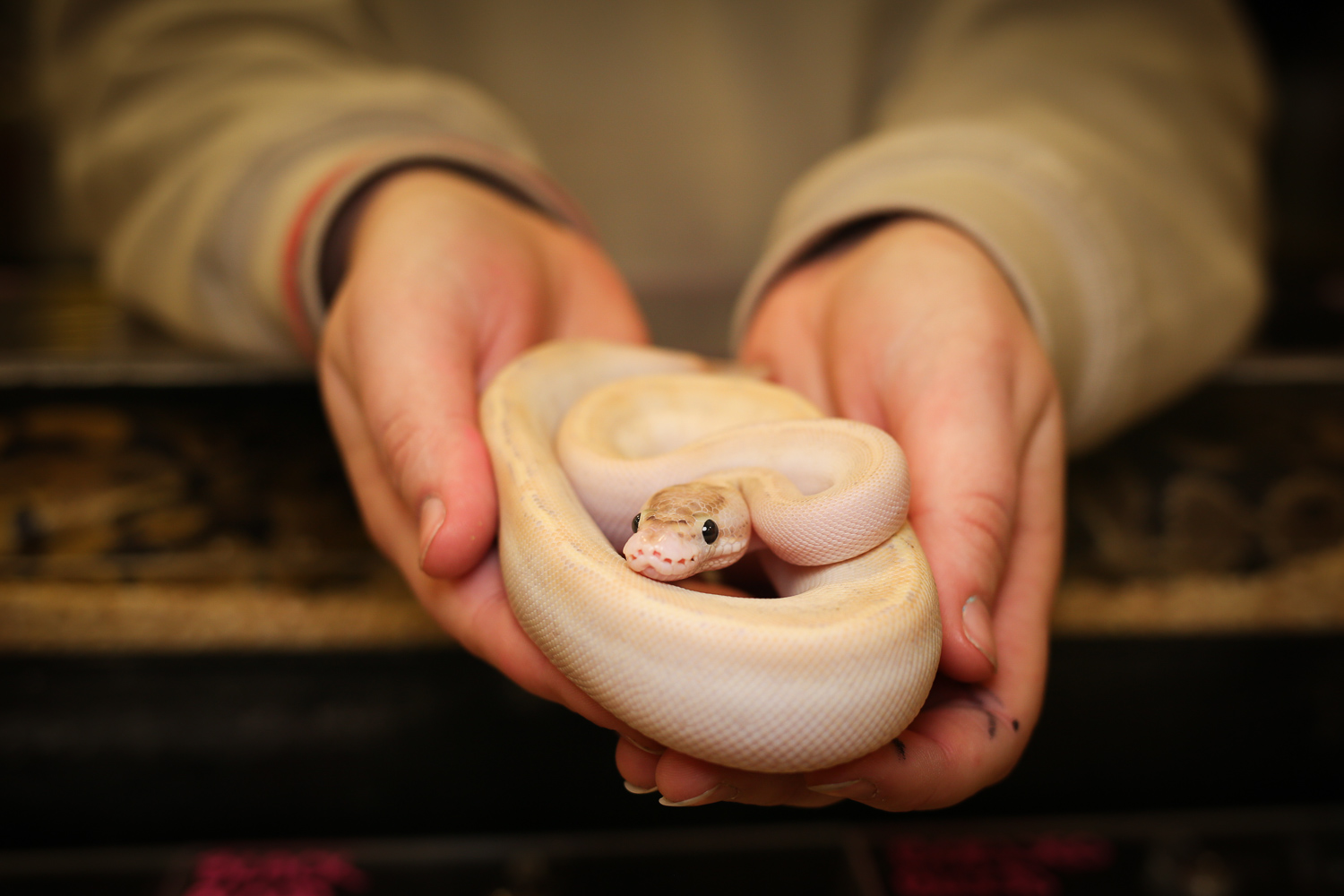 Repticon brings super scaly pets to the DMV DC Refined