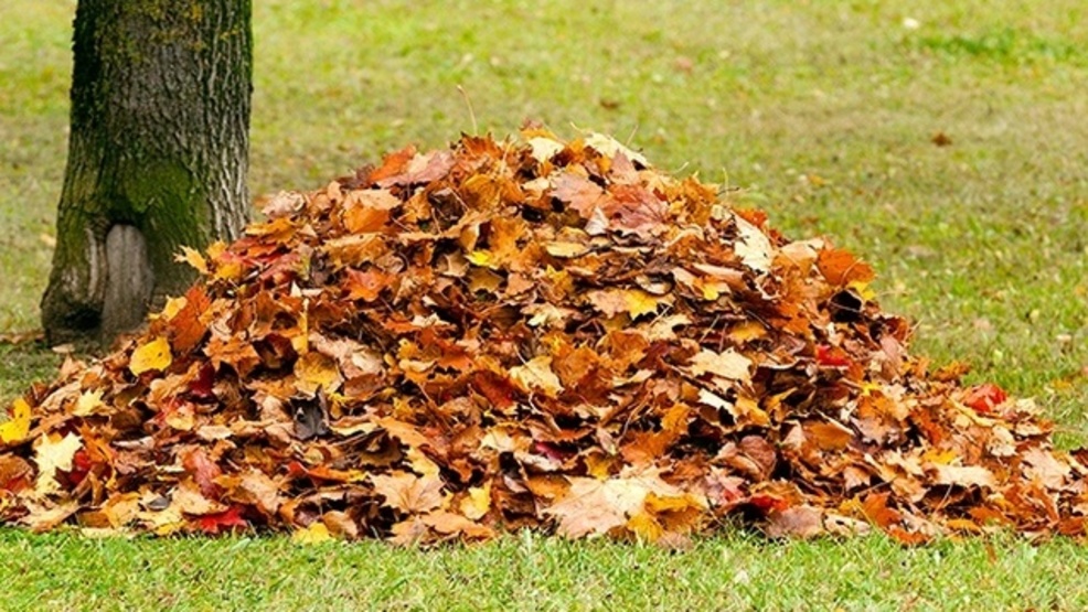 Leaf collection in Rochester to begin on Oct. 29 WHAM
