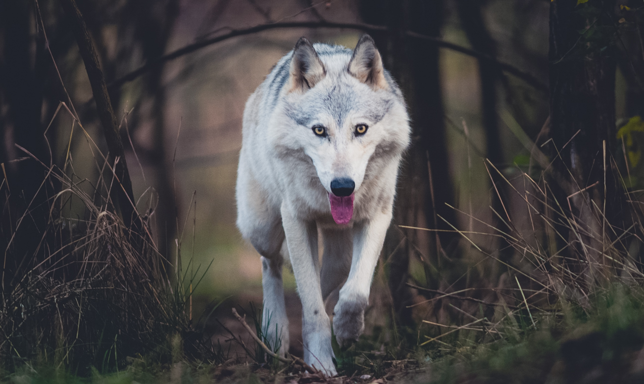 20 Incredible Photos Of The Animals At Red Wolf Sanctuary | Cincinnati
