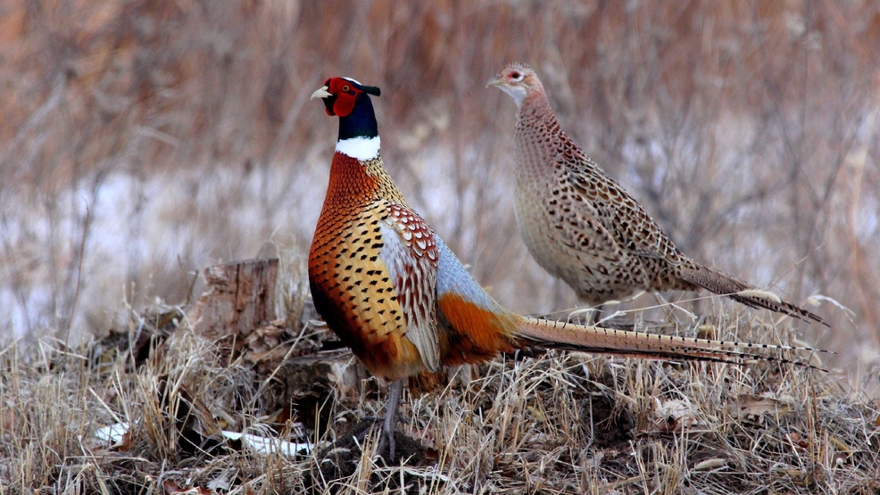 Pheasant hunters bag Oregon burglary suspects KATU