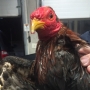 State police rescue injured roosters during traffic stop