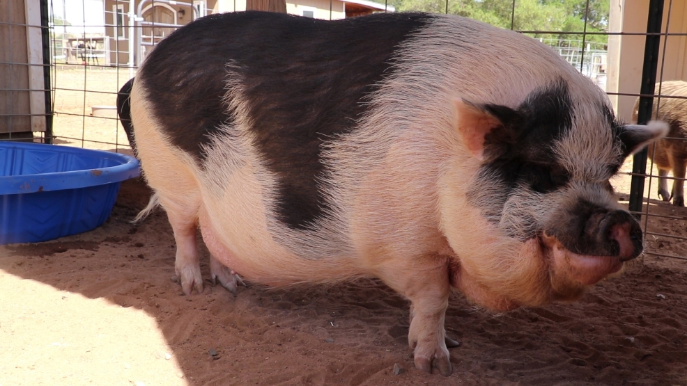PHOTO: Circa Hamlet_the_not_mini_pig.jpg