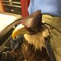 Nebraska experts say injured bald eagle healing well