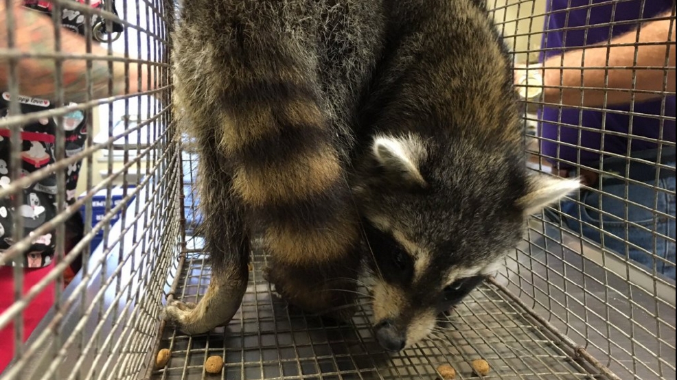 Can Raccoons Get Distemper? The Hidden Risk Between Cities and Forests