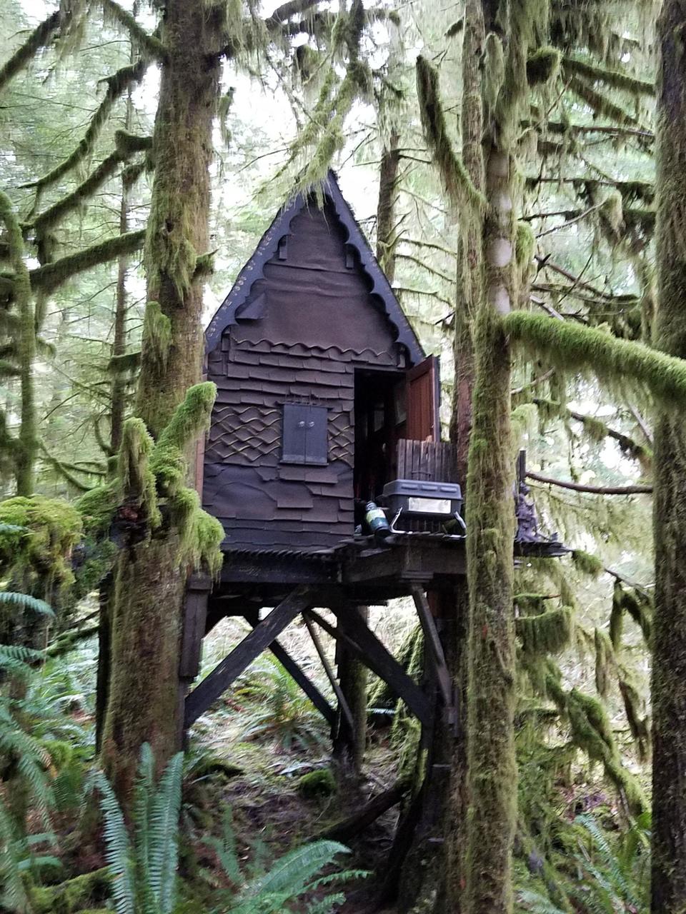Hoard of child porn in tree house on National Forest land gets ...