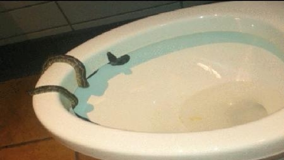 Snake Found In Starbucks Toilet 