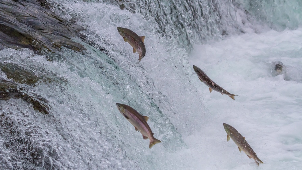 Washington salmon returns predicted to fall Mail Tribune