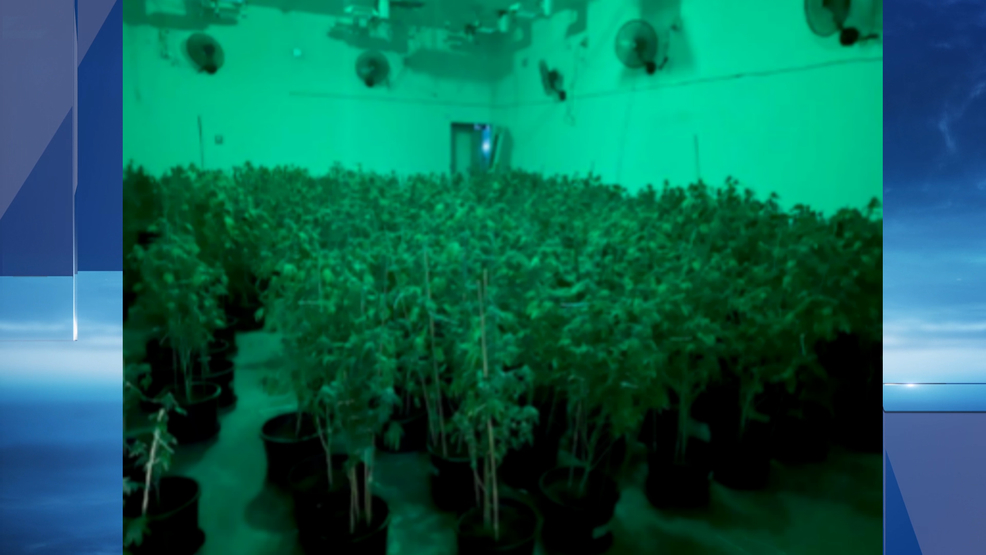 Over 500 marijuana plants seized in illegal grow in Bakersfield KBAK