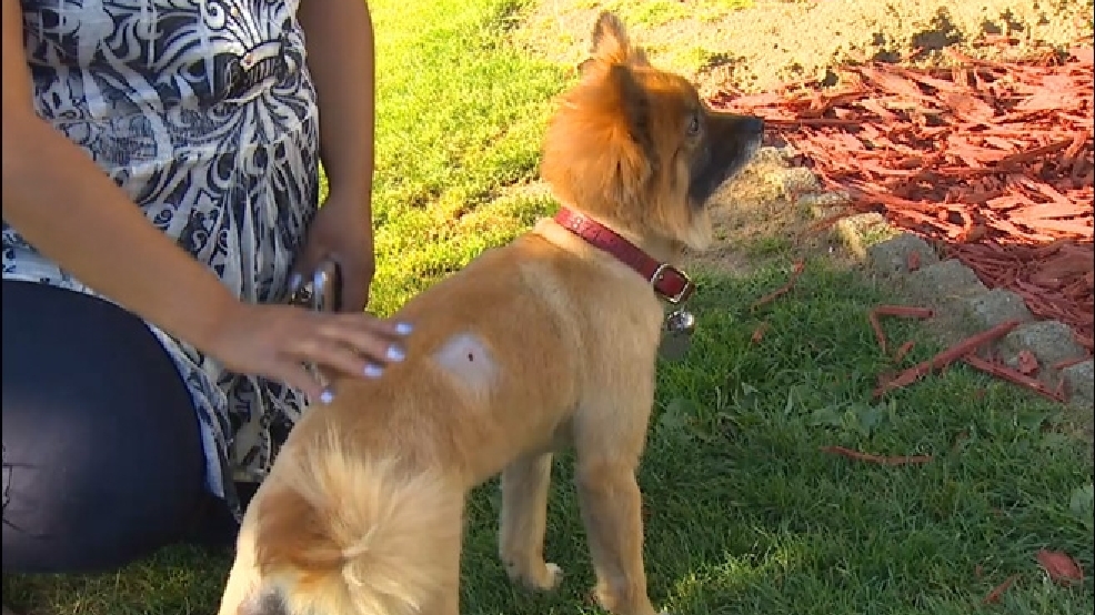 Family's dog injured in driveby pellet gun shooting KOMO