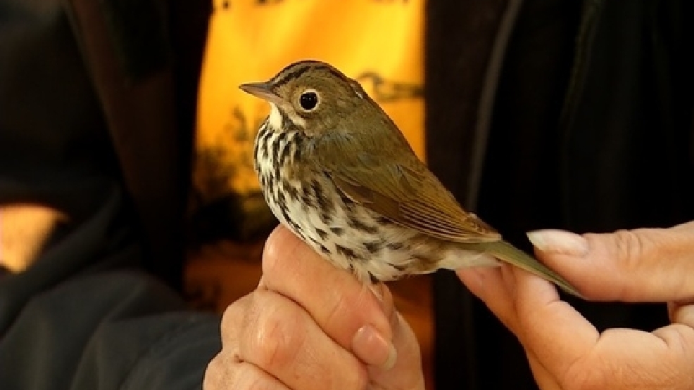 Dolly Sods Bird Banding News Weather Sports Breaking News Wchs