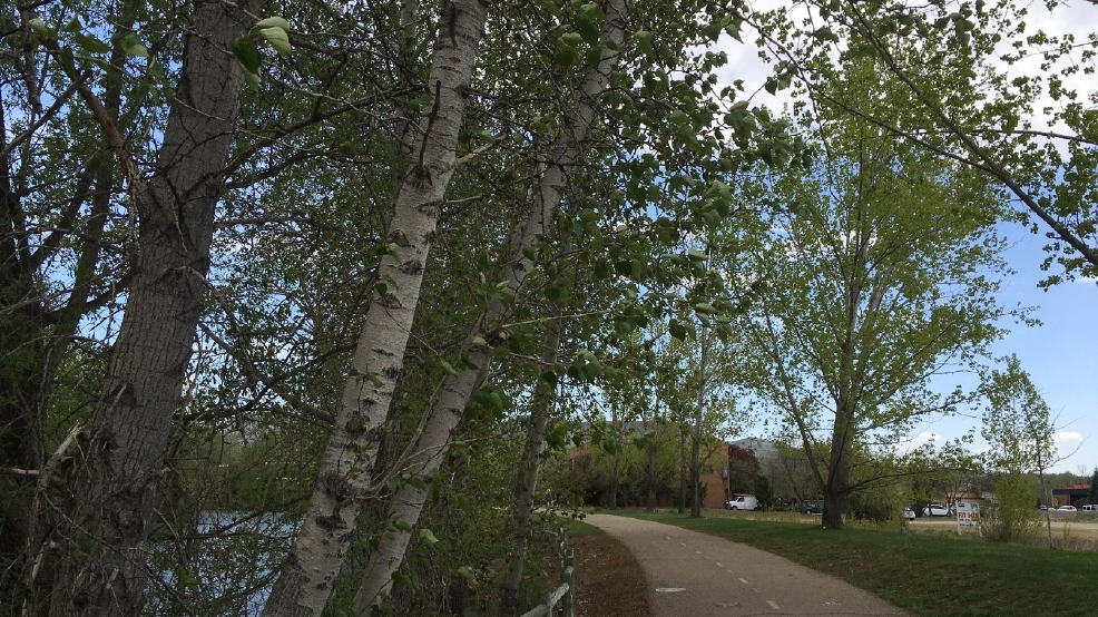 Cottonwood pollen proves pesky for allergy sufferers KBOI