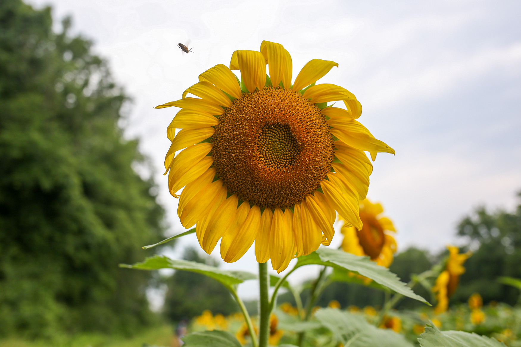 This Maryland sunflower field is filled with thousands of stunning blooms DC Refined