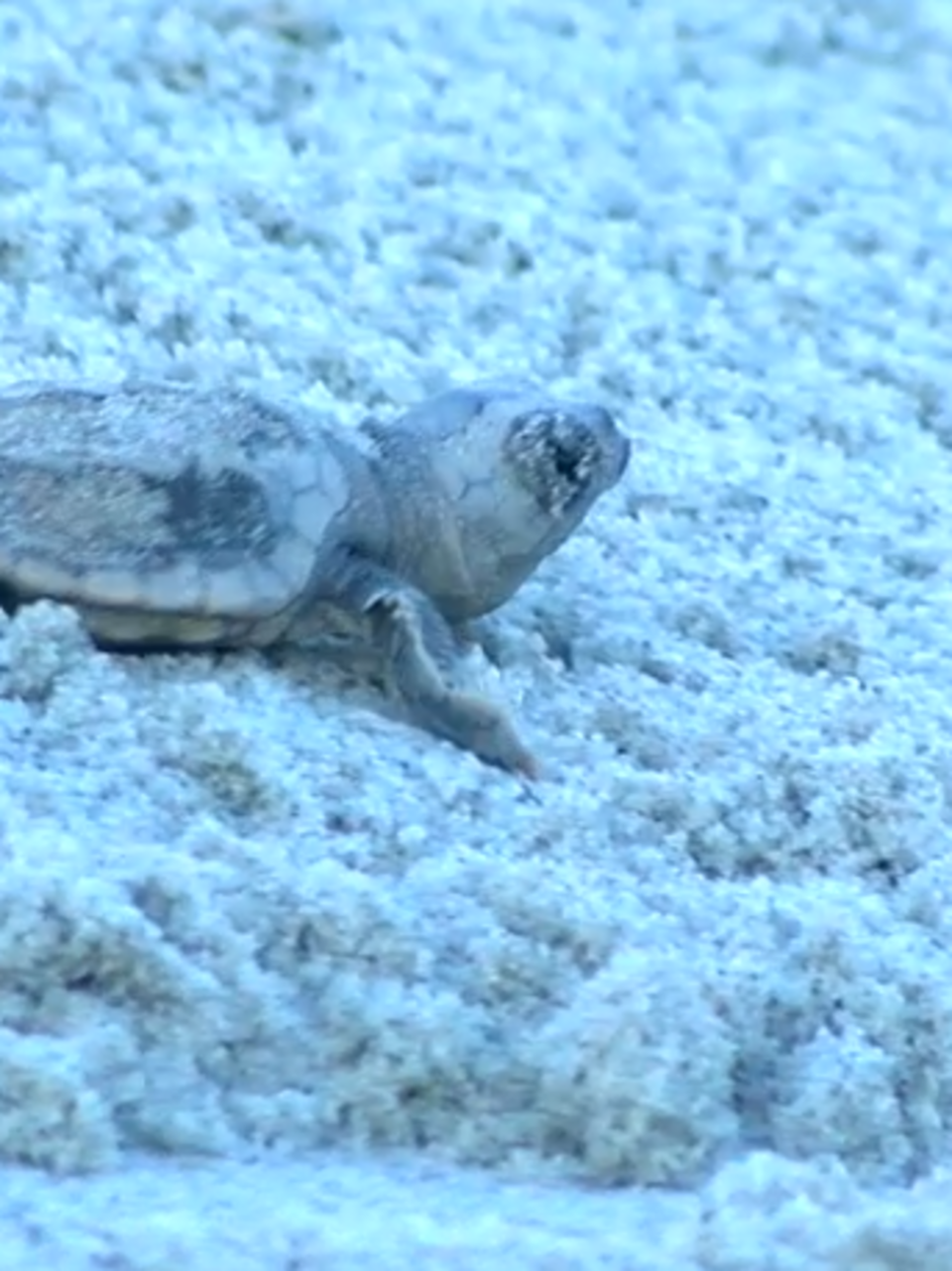 Hundreds Of Sea Turtles Eggs Hatch In North Myrtle Beach Wtvc