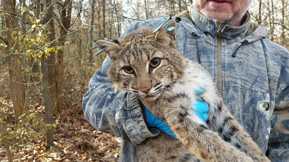 New Illinois law results in Bobcat Hunting and Trapping Season changes