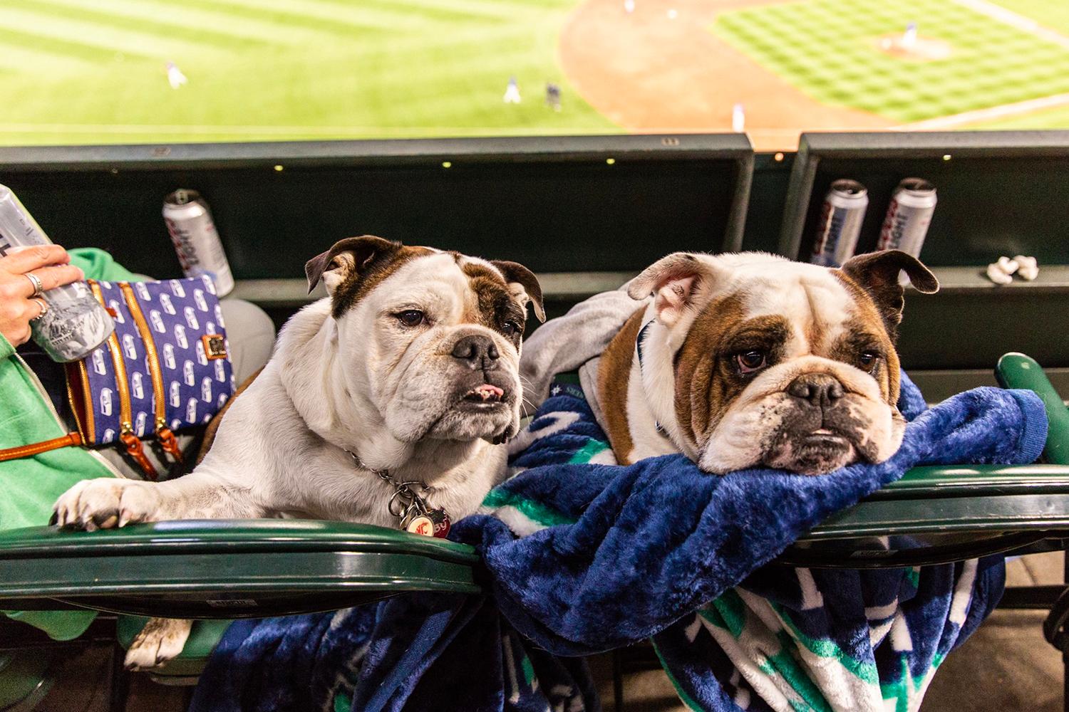 Photos Dogs steal the spotlight at Mariners' first Bark at the Park of