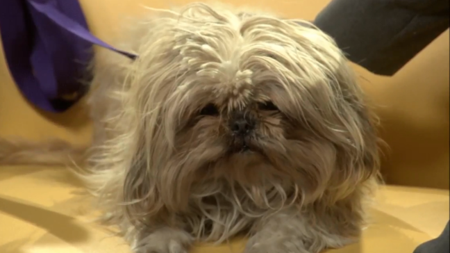 PET OF THE WEEK: Meet Mopsy
