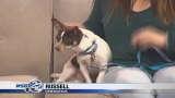 Russell the Chihuahua needs a home!