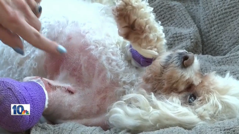 Could it have been a hawk? Dog injured in mysterious attack WJAR