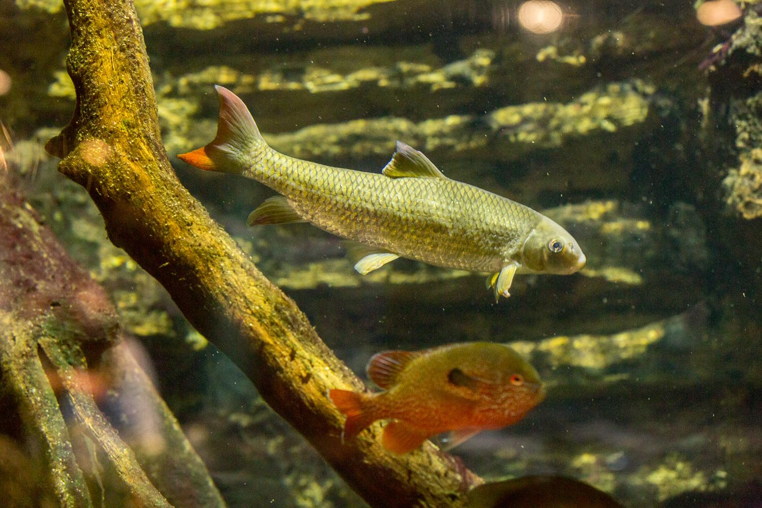 Photos That One Time We Went To Newport Aquarium Cincinnati Refined