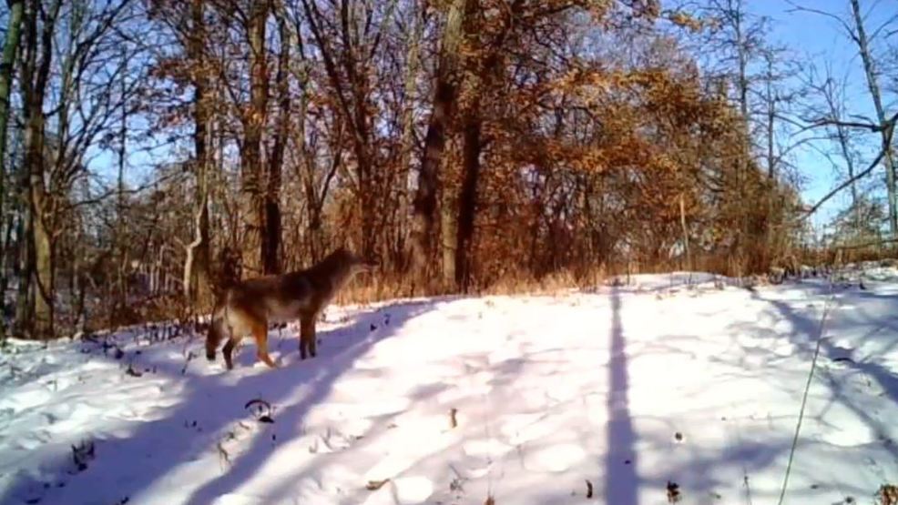 Reality Check Illinois man challenges government on wolf sightings WICS