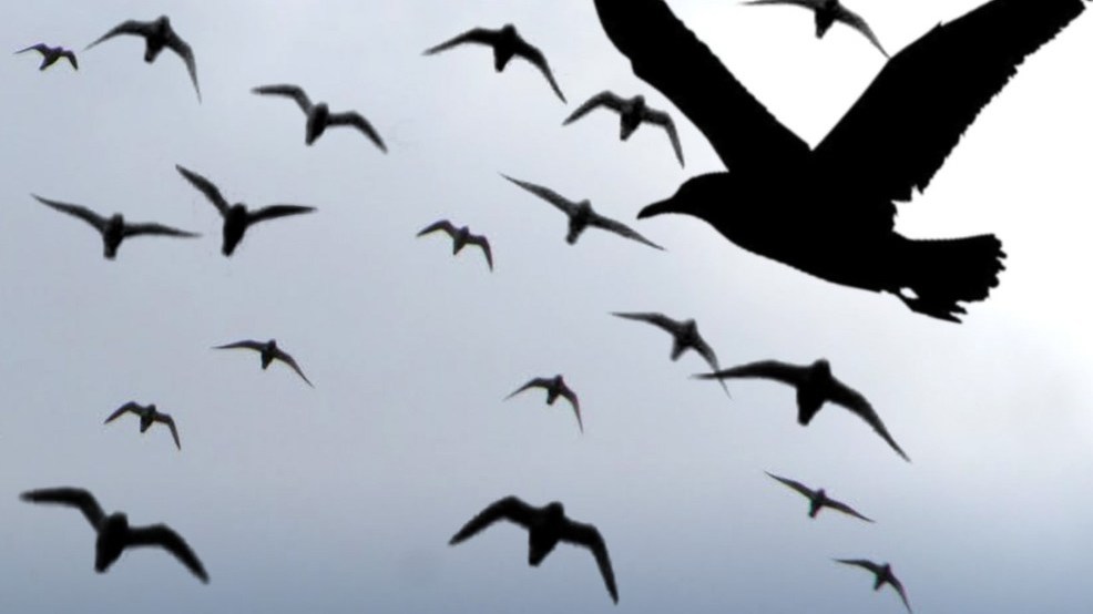 Hundreds Of Birds Mysteriously Fall From Sky In Utah | WSYX