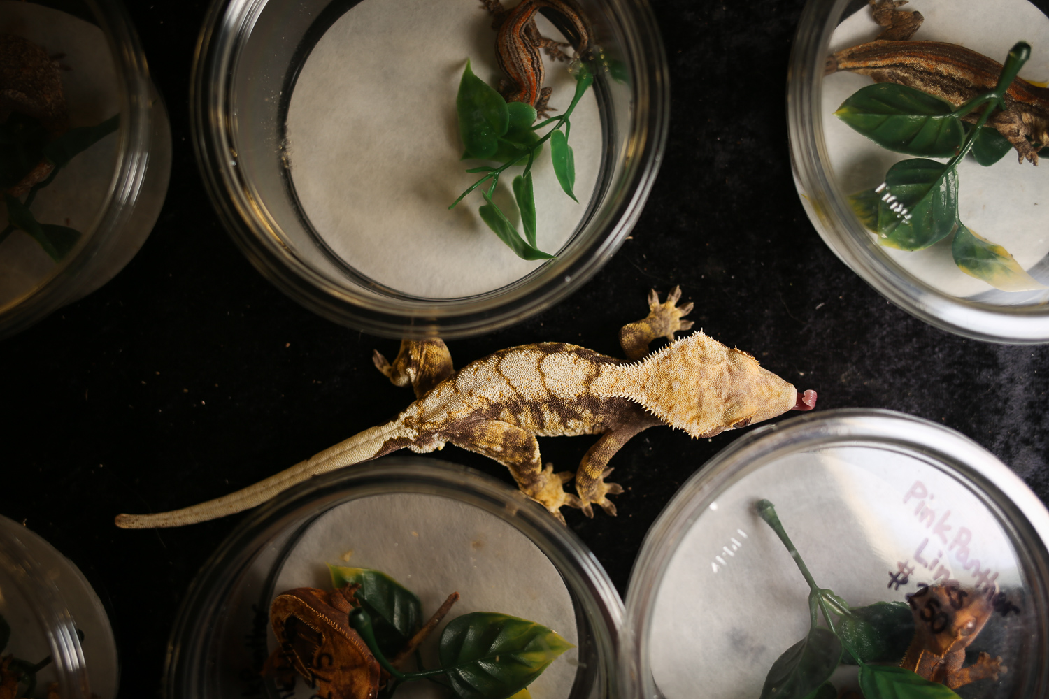 Repticon brings super scaly pets to the DMV DC Refined