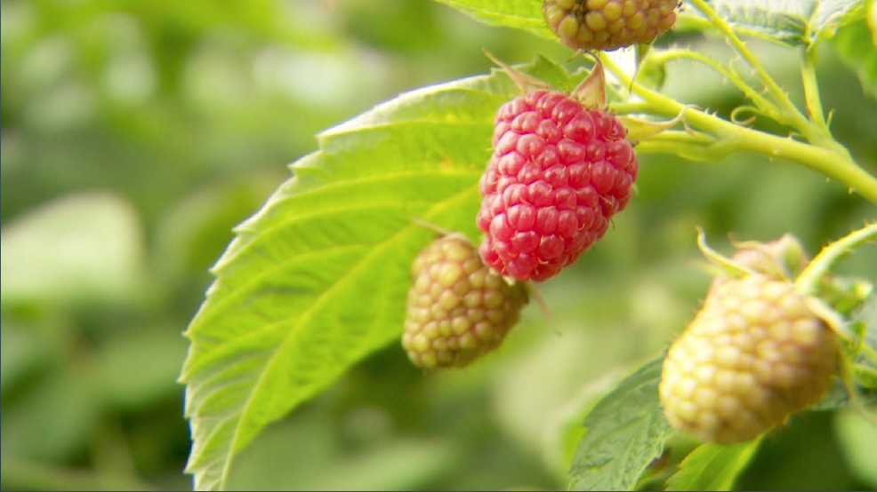Oregon Berries! KATU