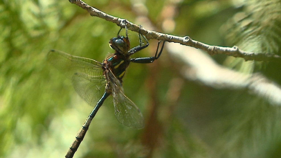 Dragonflies emerge across Northeast Wisconsin WLUK